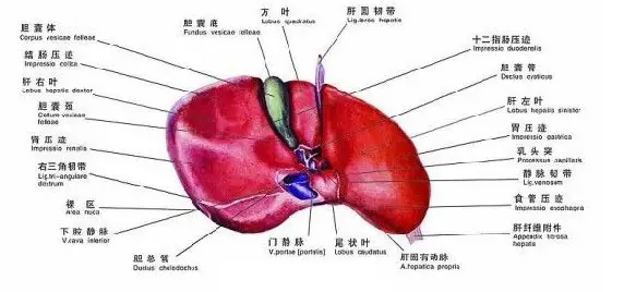 蚂蚁庄园11月12日：人体最大的消化腺是